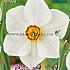 Narcissus Actaea 14/16 (x8x5)