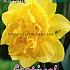 Narcissus Dick Wilden 14/16 (x8x5)