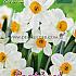 Narcissus Geranium 14/16 (x8x5)