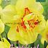 Narcissus Tahiti 14/16 (x8x5)