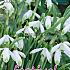 Galanthus Nivalis 6/+ (x12x10)