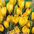 Crocus Yellow 9/10 (x12x10)