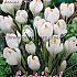 Crocus Jeanne d'Arc 9/10 (x12x10)