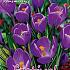 Crocus Remembrance 9/10 (x12x10)