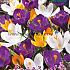 Crocus Vernus Mixed 9/10 (x12x10)