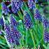 Muscari Armeniacum 9/10 (x12x10)