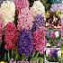 Hyacinths Mixed 15/16 (x20x10)