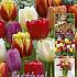 Tulips Triumph Mixed 12/+ (x20x15)