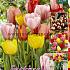 Tulips Darwin H. Mixed 12/+ (x20x15)