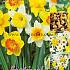 Narcissus Mixed 10/12 (x15x15)