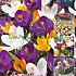 Crocus Mixed 7/8 (x40x50)