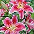Lilium Star Gazer Max Oriental (x14x2) 16/18 (Summer)