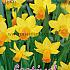 Narcissus Jetfire 12/14 (x12x10)