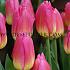Tulips Tom Pouce 12/+ (x12x7)