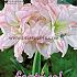 Amaryllis Aphrodite 30/32 (x5x1)