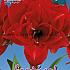 Amaryllis Cherry Nymph 30/32 (x5x1)