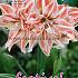 Amaryllis Dancing Queen 30/32 (x5x1)
