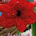Amaryllis Double Dragon 30/32 (x5x1)
