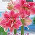 Amaryllis Sweet Nymph 30/32 (x5x1)