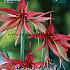 Amaryllis Sumatra 28/30 (x5x1)