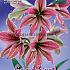Amaryllis Exotic Star 28/30 (x5x1)