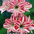 Amaryllis Fairytale 28/30 (x5x1)