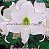 Amaryllis Picotee 28/30 (x5x1)