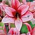 Amaryllis Charisma 30/32 (x5x1)