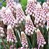 Muscari Pink Sunrise 5/+ (x12x5)