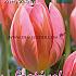 Tulips Pretty Princess 12/+ (x12x7)