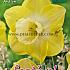 Narcissus Avalon 14/16 (x8x5)