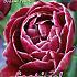 Tulips Dream Touch 11/12 (x12x7)
