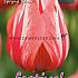 Tulips Spryng Break 12/+ (x12x7)