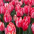 Tulips Spryng Break 12/+ (x12x7)