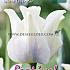Tulips White Liberstar 12/+ (x12x7)