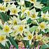 Tulips Turkestanica 7/+ (x12x10)