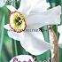 Narcissus Recurvus 14/16 (x8x5)