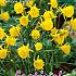 Narcissus Golden Bells 6/+ (x12x5)