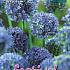 Allium Caeruleum 4/+ (x12x10)
