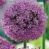 Allium Gladiator 20/+ (x12x1)