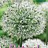 Allium Mount Everest 20/+ (x12x1)
