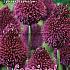 Allium Sphaerocephalon 5/+ (x12x15)