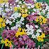 Allium Low Mixed 4/+ (x12x15)
