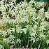 Ornithogalum Nutans 6/+ (x12x15)