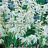 Scilla Siberica Alba 7/8 (x12x10)