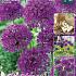Allium Purple Sensation 10/12 (x20x15)