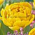 Tulips Yellow Pomponette 12/+ (x12x7)