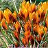Crocus Orange Monarch 5/+ (x12x15)