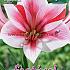 Amaryllis Gervase 30/32 (x5x1)