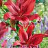 Lilium Red La Hybride (x14x2) 16/18 (Summer)